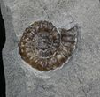 Promicroceras Ammonite - Dorset, England #30729-2